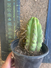 💎🌶️🌶️ NOM — Fully Rooted Grenade