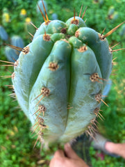 💎👑💎 Papa Smurf — XXL 14” Tip