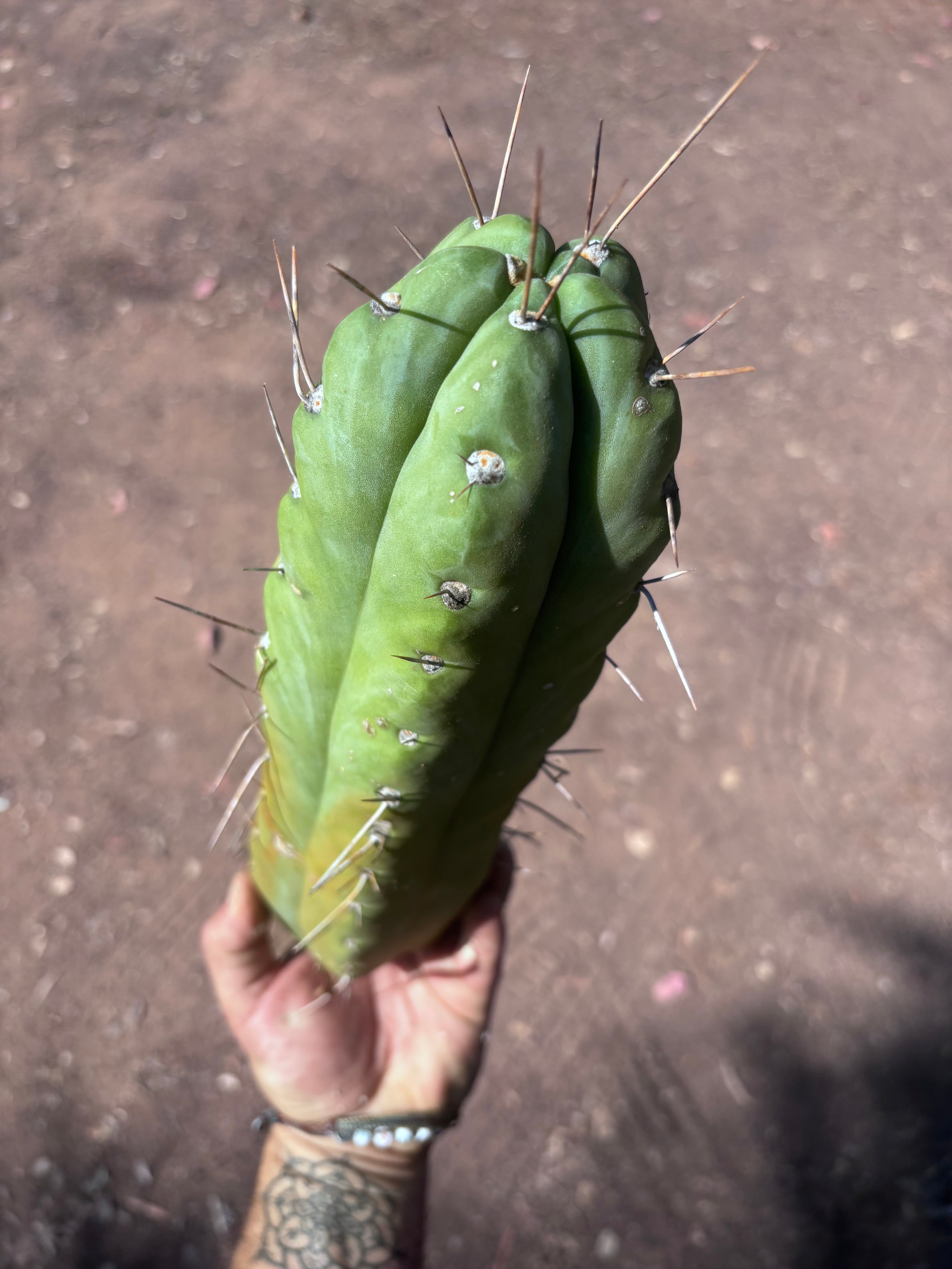 👑🌶️🌶️  Jiimz Twin — XL Fat 13” Tip