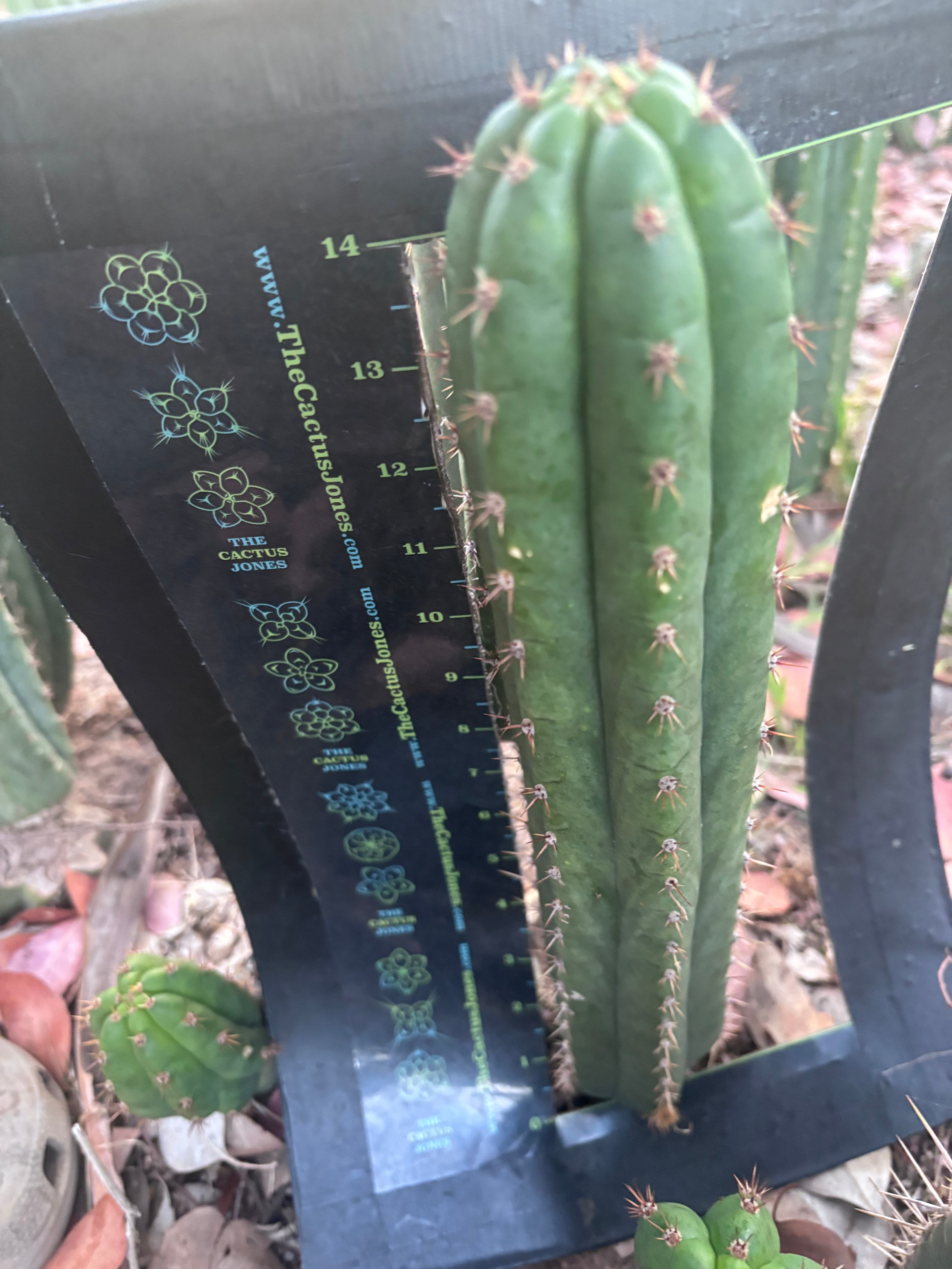 👑🌶️ Torres & Torres — 15” Pup