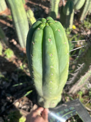 👑🌶️ Pierre — Magnum XL 14” Tip