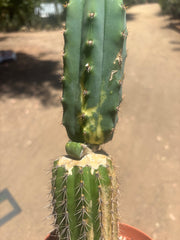 💎👑🔰 VFV — Ventucky x Fillmore Variegated — Rooted Slab Graft w/ Big Pup