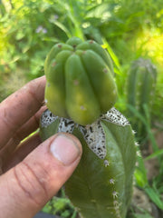 👑🌶️🌶️ KR04 — Fat Tip Graft
