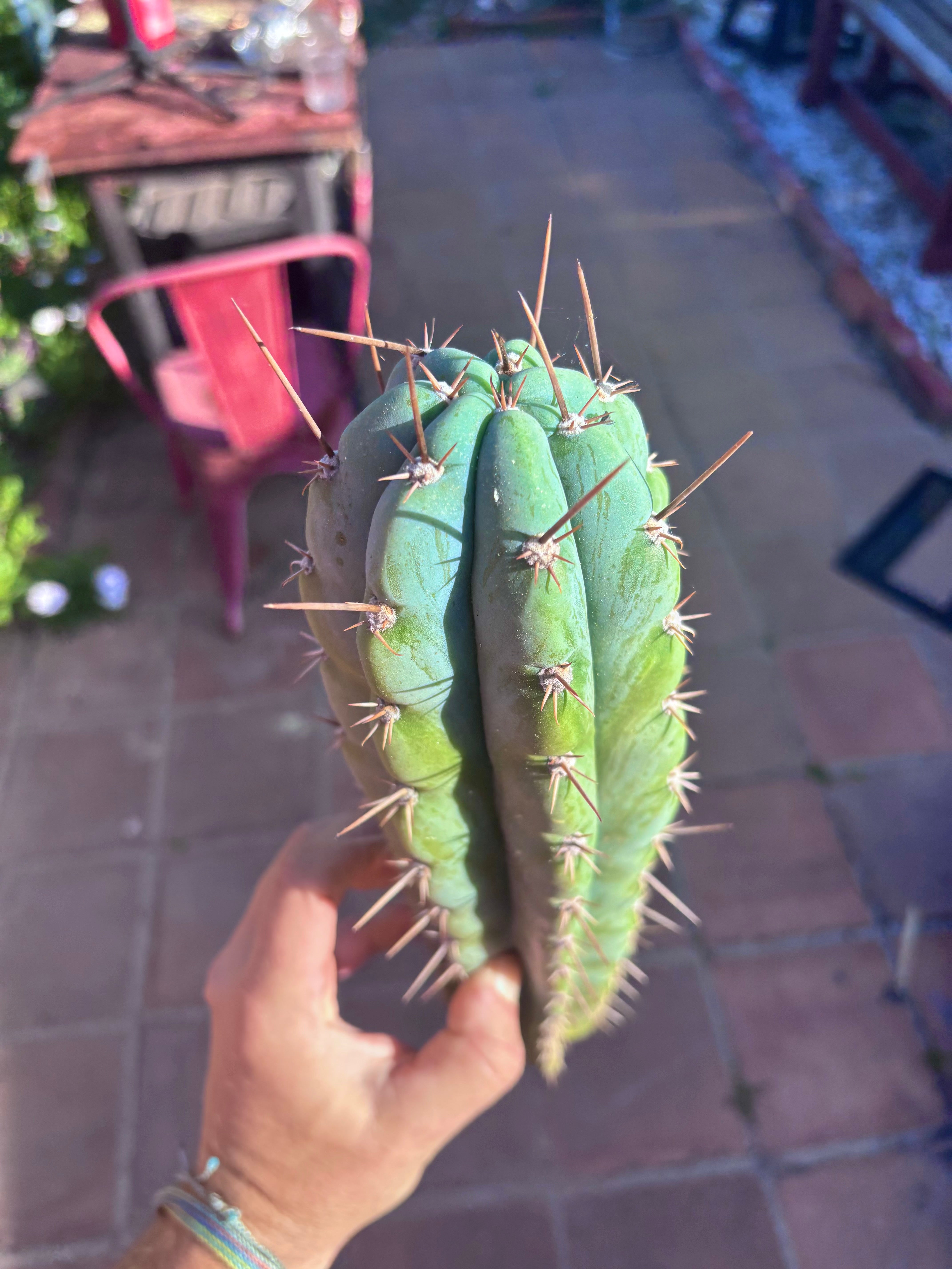 👑 Icaros — 14” Tip