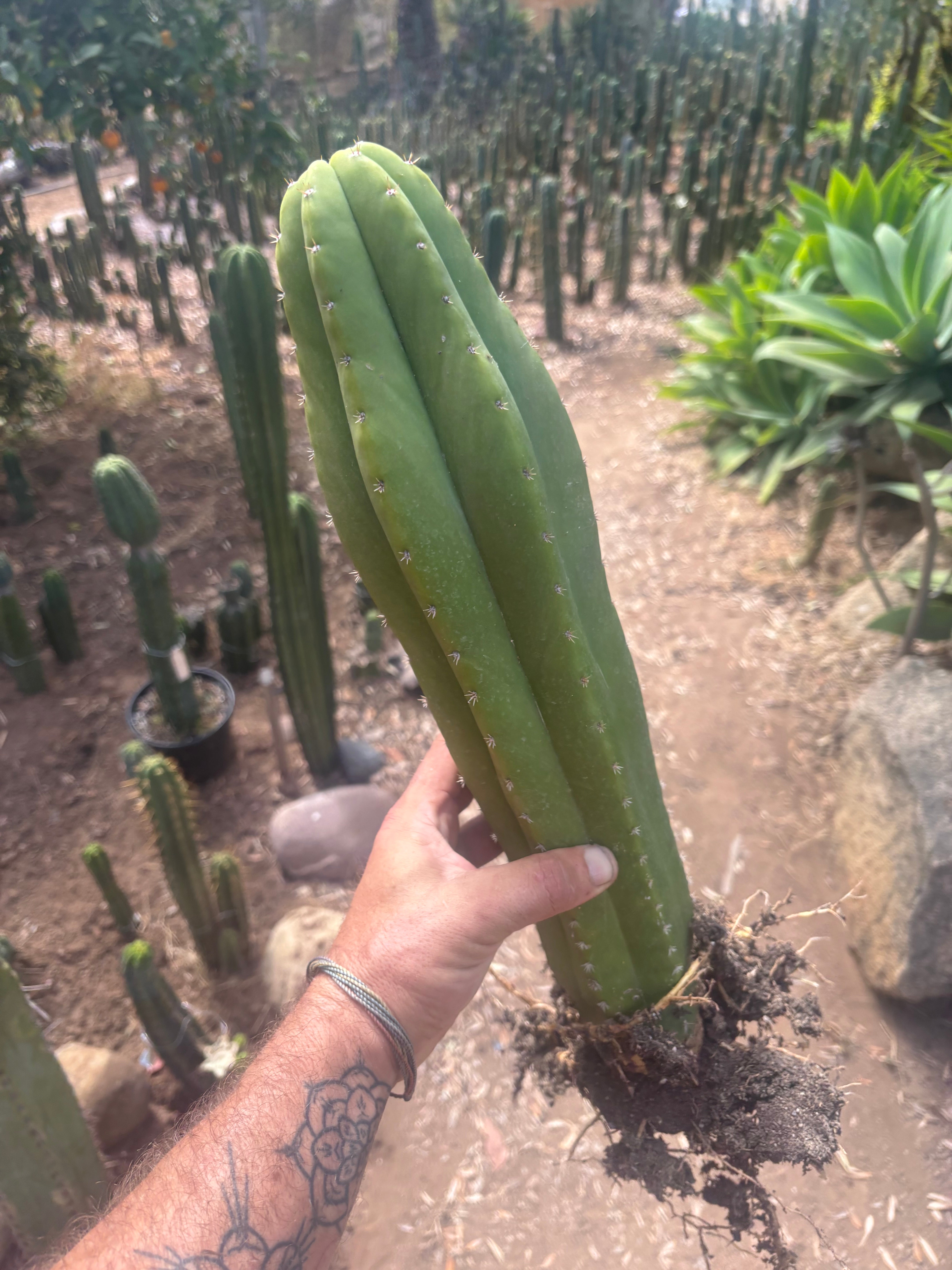 💎 Hulk x Kimnach — XL Seed Grown 18”