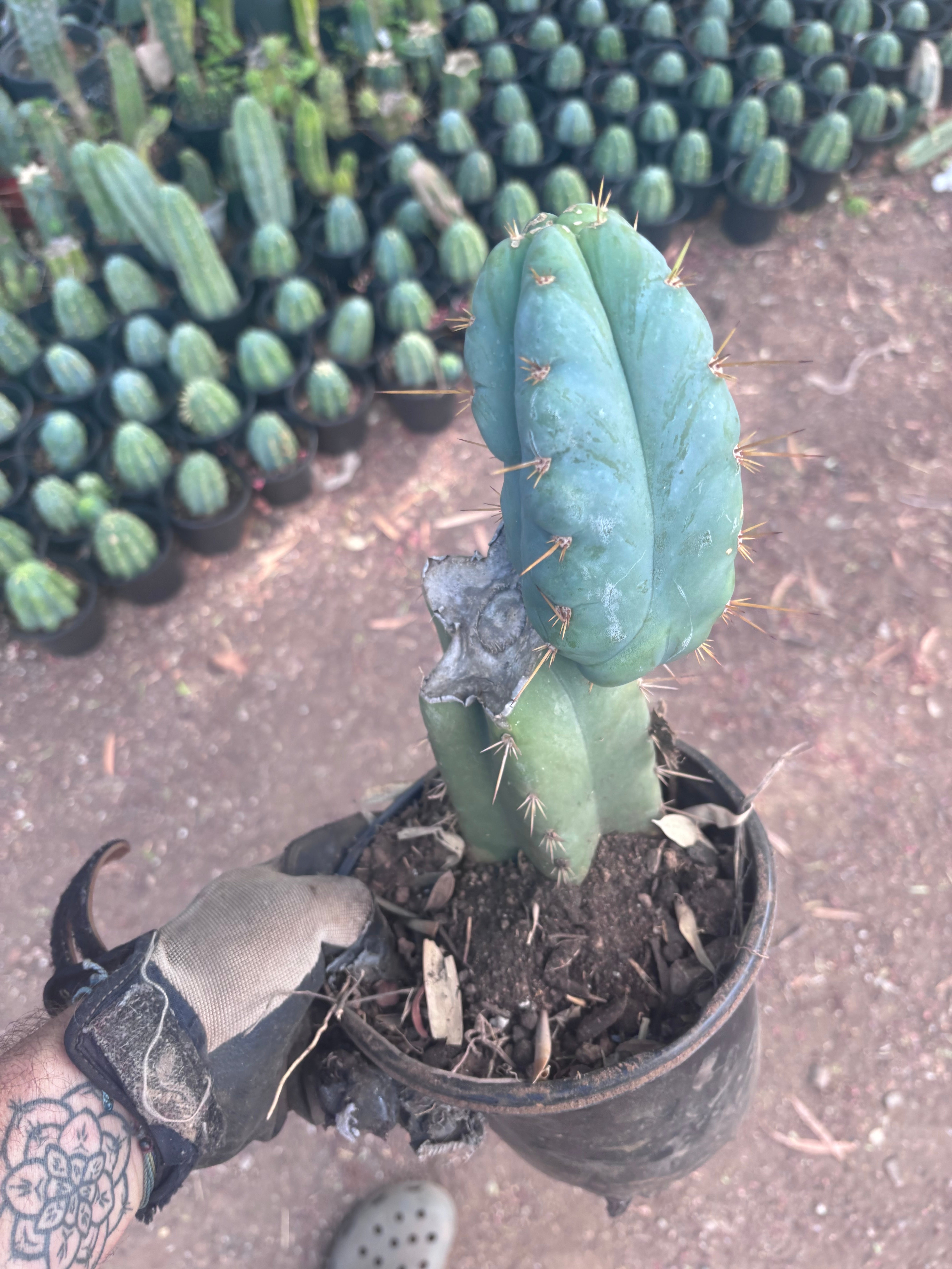 👑 Lotusland Huanu —  Fully Rooted Mid with Fat Pup