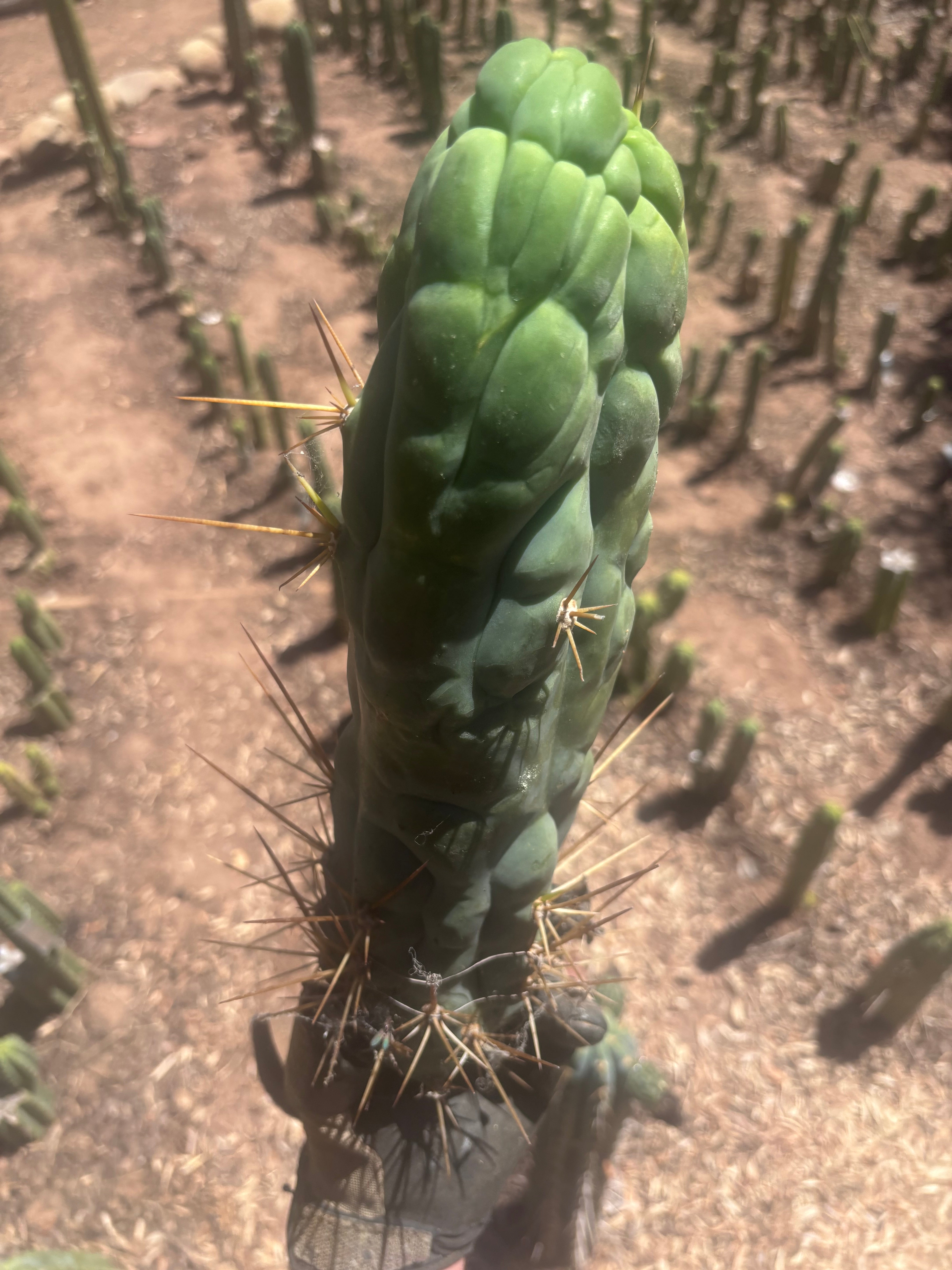 💎👑 Bruce’s Dragon — XXL 14” Tip