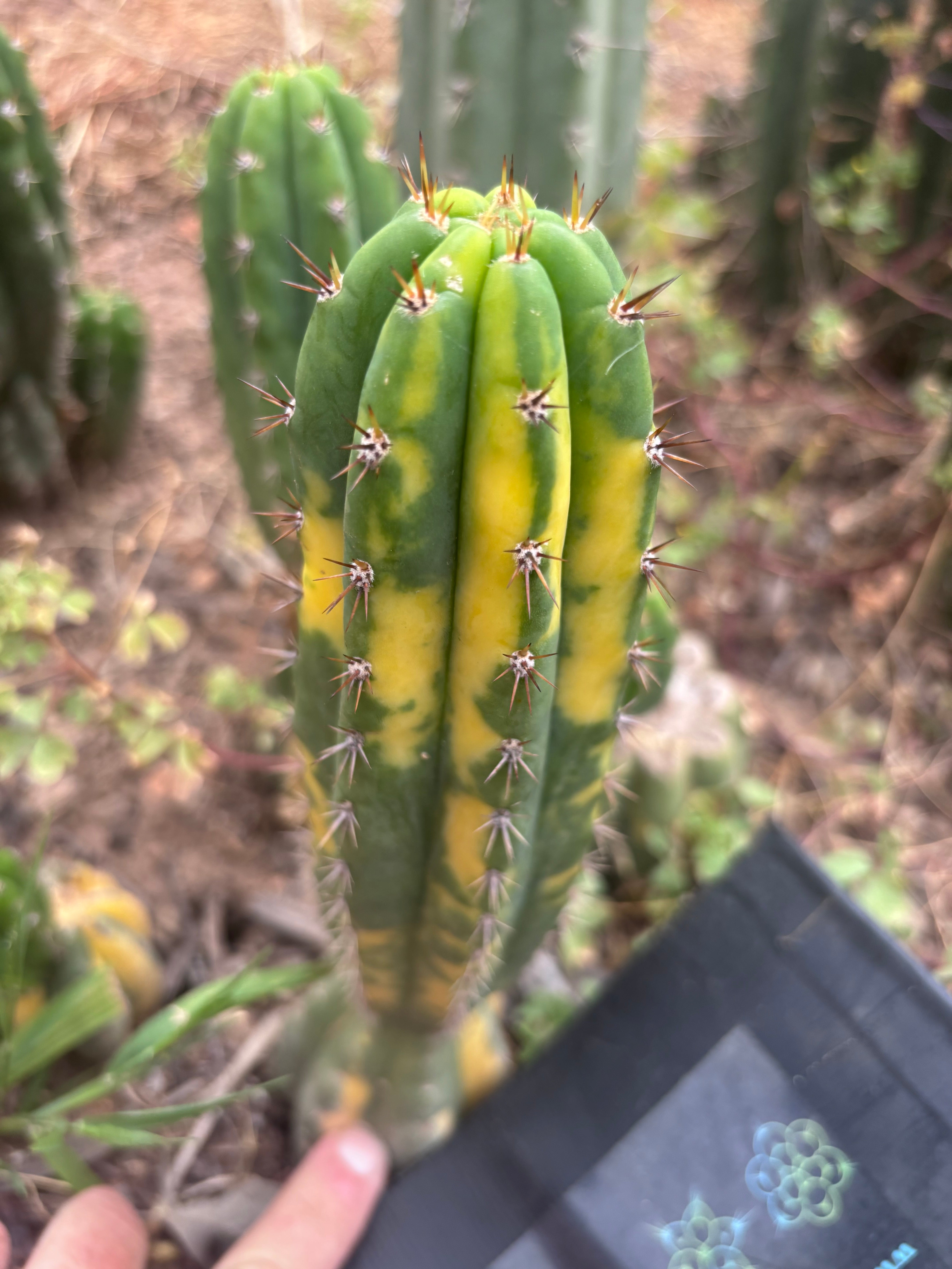 💎 Vari Pachanoi — 8” Tip