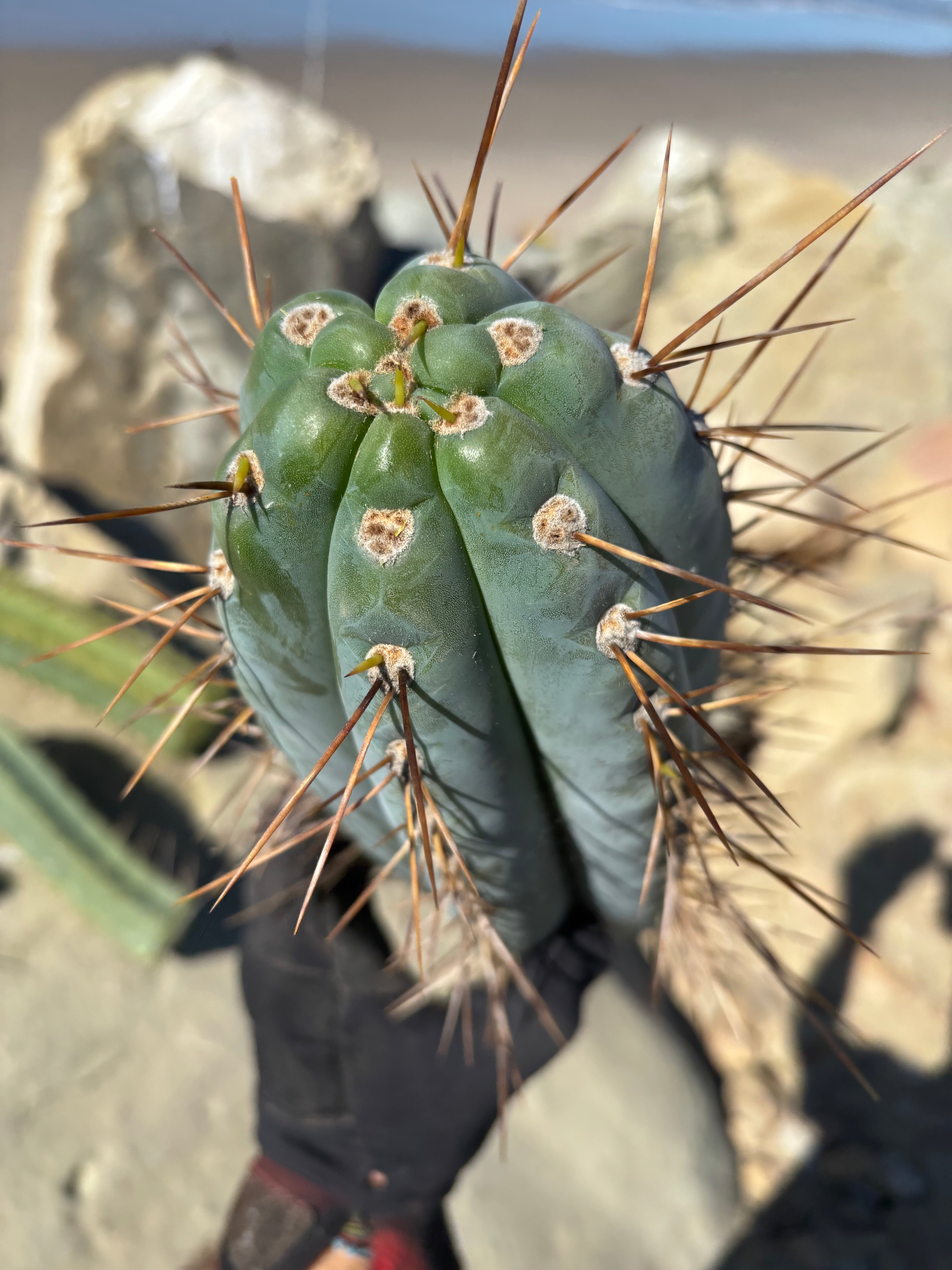 💎👑 Chuck’s Peru C — MASSIVE 14” Tip