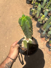 👑🌶️🌶️ Eileen — Rooted Mid with Pup