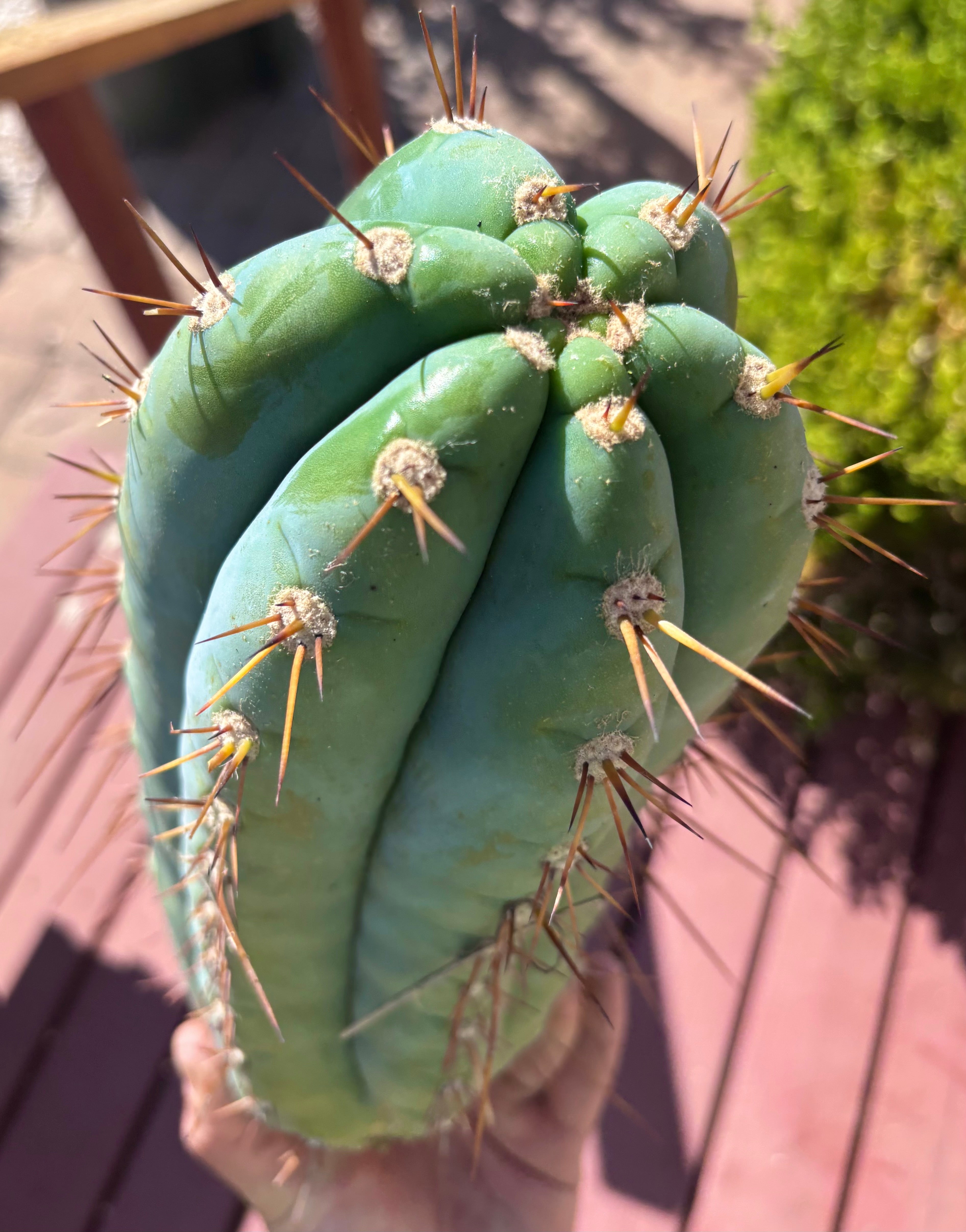 💎👑🌶️ CGG — 14” MELON