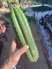 👑 LER  — 10” Pup