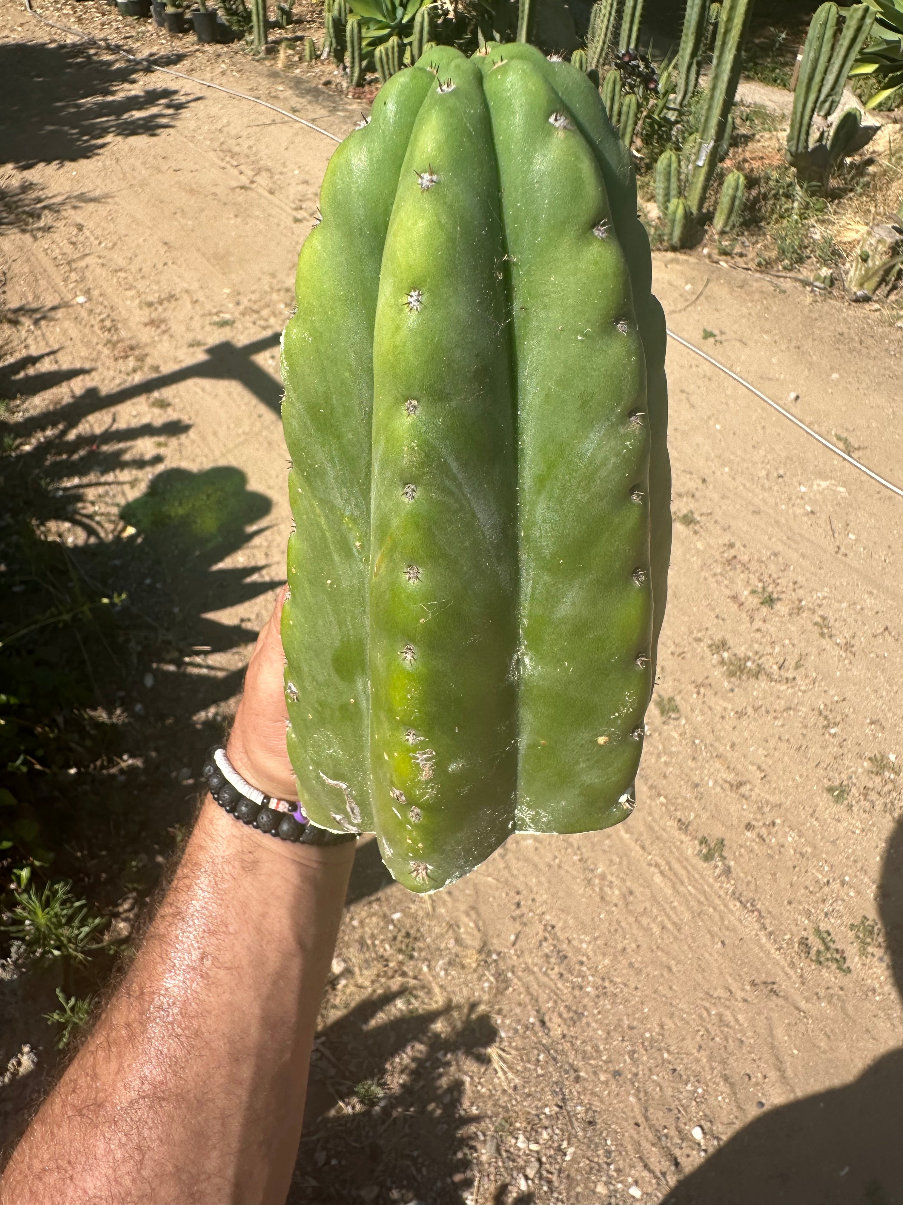 👑🌶️ Bitterfly — Beefy 9” Tip