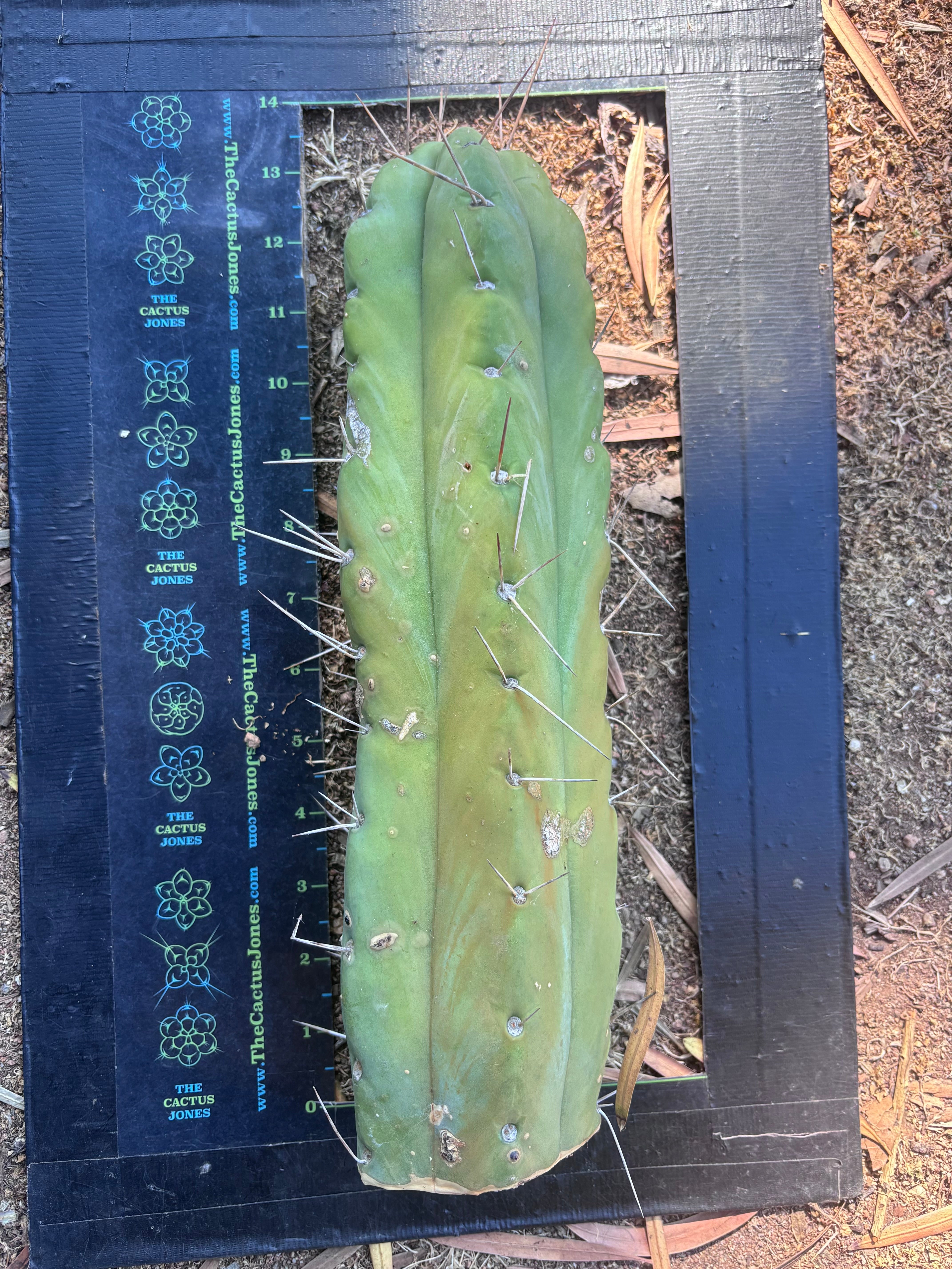 👑🌶️🌶️  Jiimz Twin — XL Fat 13” Tip