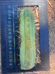 👑🌶️🌶️  Jiimz Twin — XL Fat 13” Tip