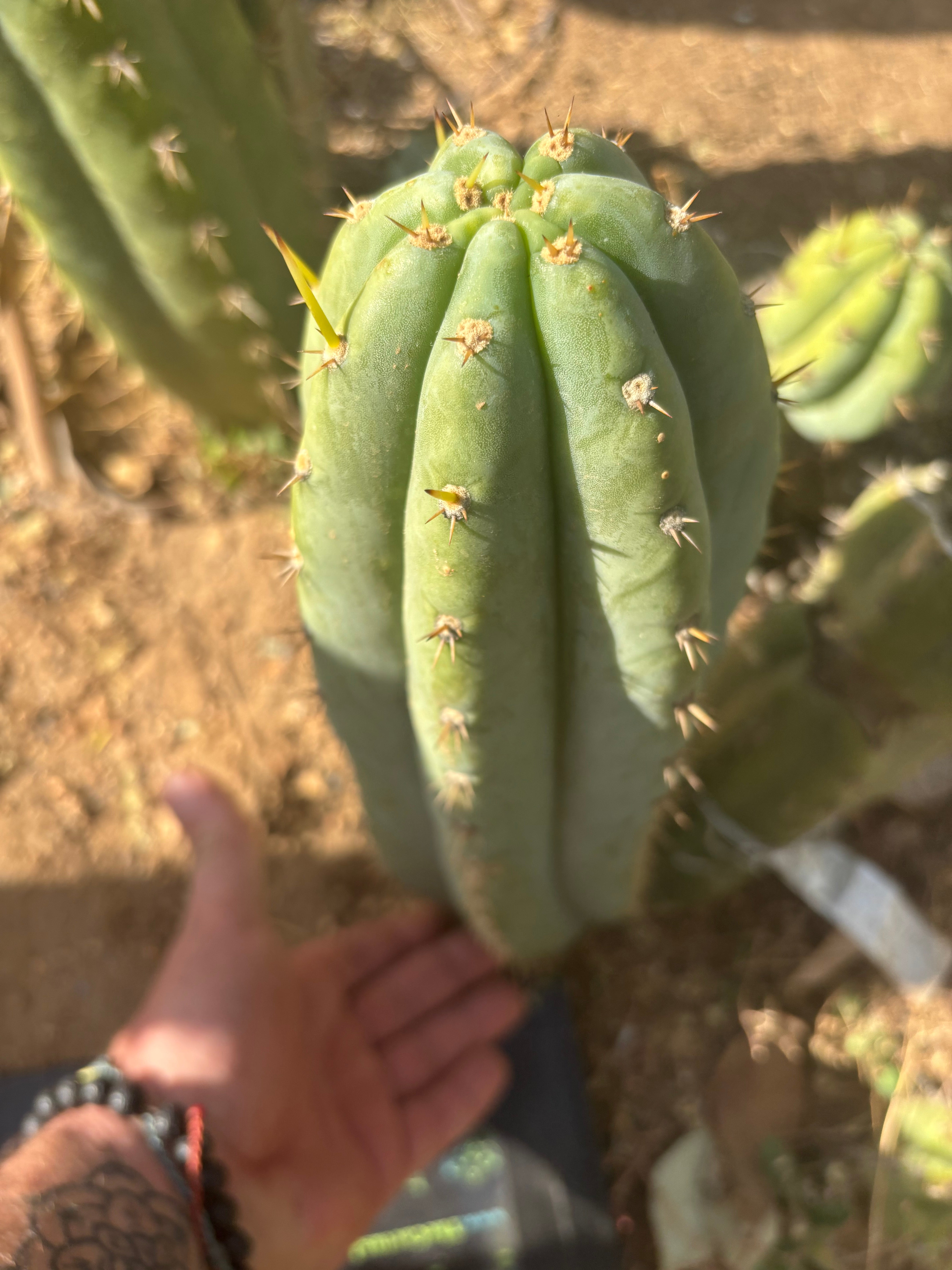 👑 Brian’s Blue Skies — XL 14” Pup