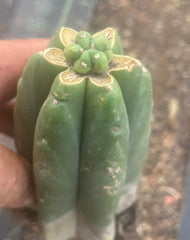 👑💎🌶️  CSD — Another Pup Graft on Rooted Pierre