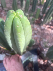 👑🌶️ Scop A — XL 14” Tip