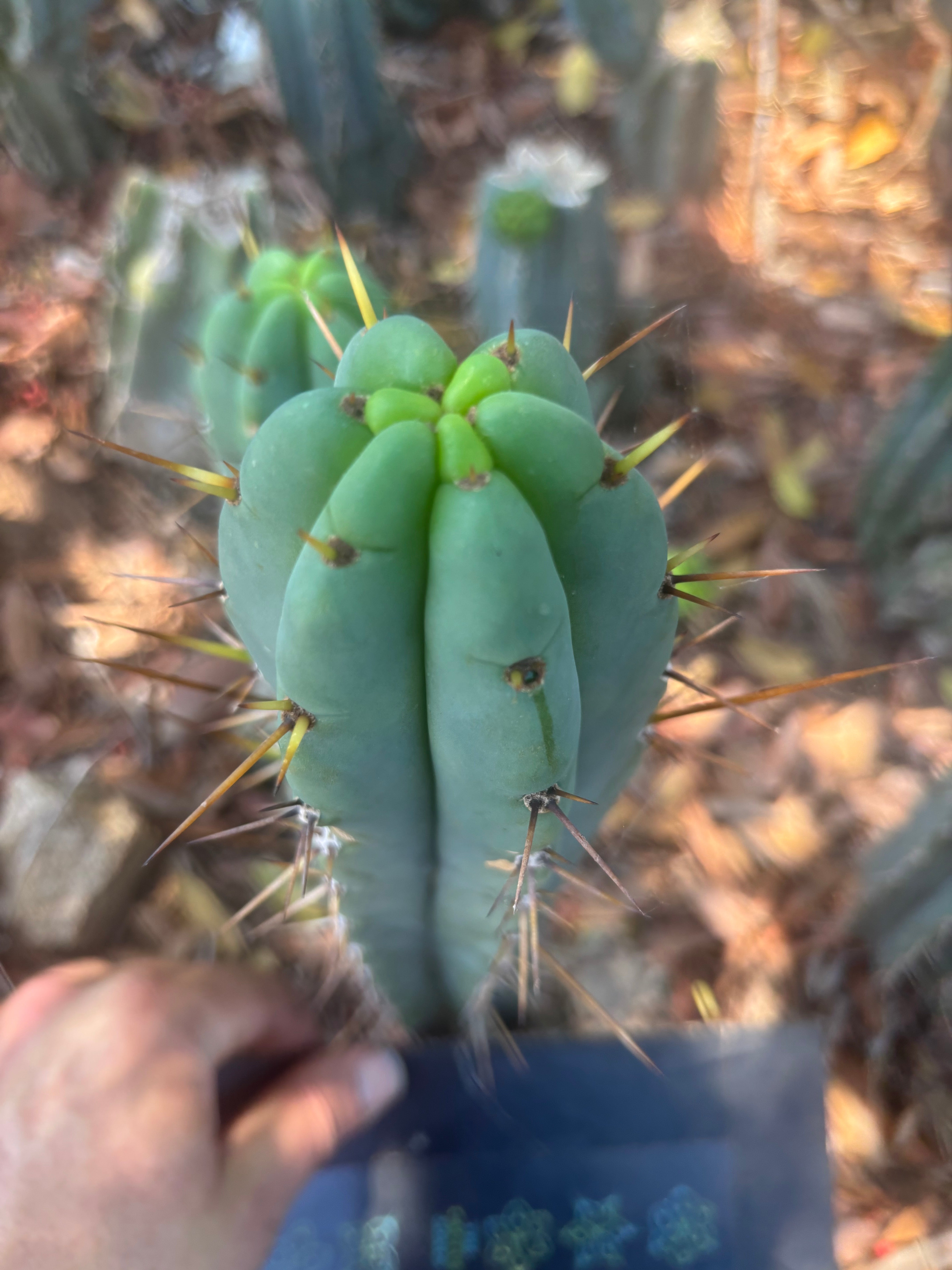 👑🌶️🌶️ Pala — 9” Tip