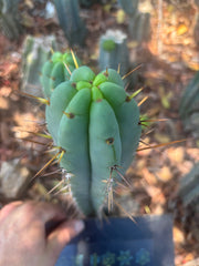 👑🌶️🌶️ Pala — 9” Tip
