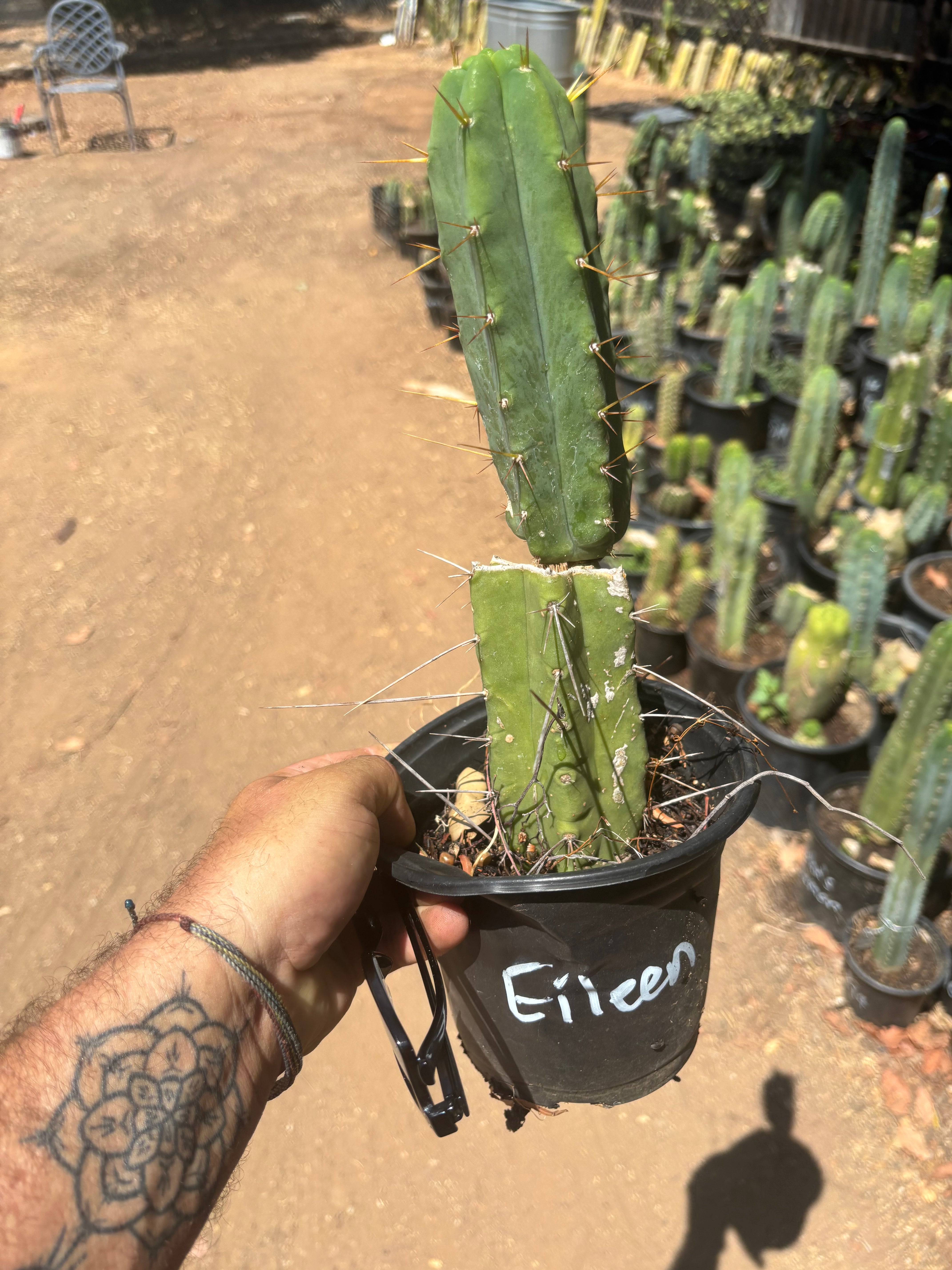 👑🌶️🌶️ Eileen — Rooted Mid with Pup
