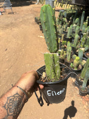 👑🌶️🌶️ Eileen — Rooted Mid with Pup