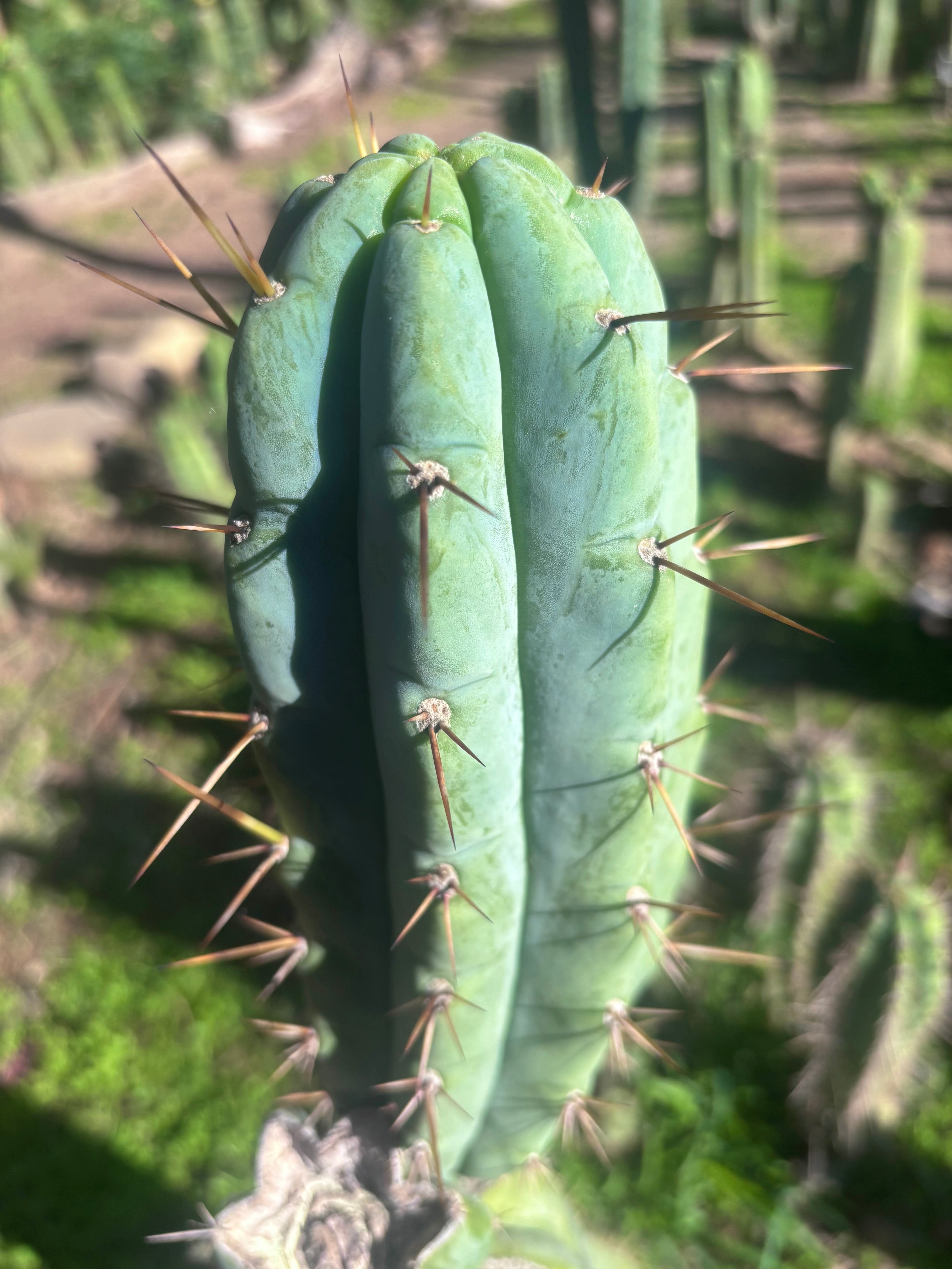 💎👑🌶️🌶️ Austy’s Bomb — 7” Tip