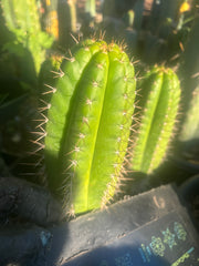 💎👑💎 Parque de las Leyendes —BK08611.4 Clone A —  6” Tip