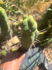 👑🌶️  Mel — 10” Tip