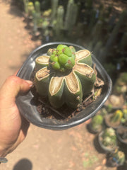 💎🌶️🌶️ NOM — Pup Graft On Rooted Shine01