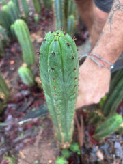 👑🌶️ Torres & Torres — 10” Tips (Restocked)