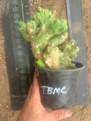 💎👑🌶️🌶️ TBMC — Large Rooted Specimen
