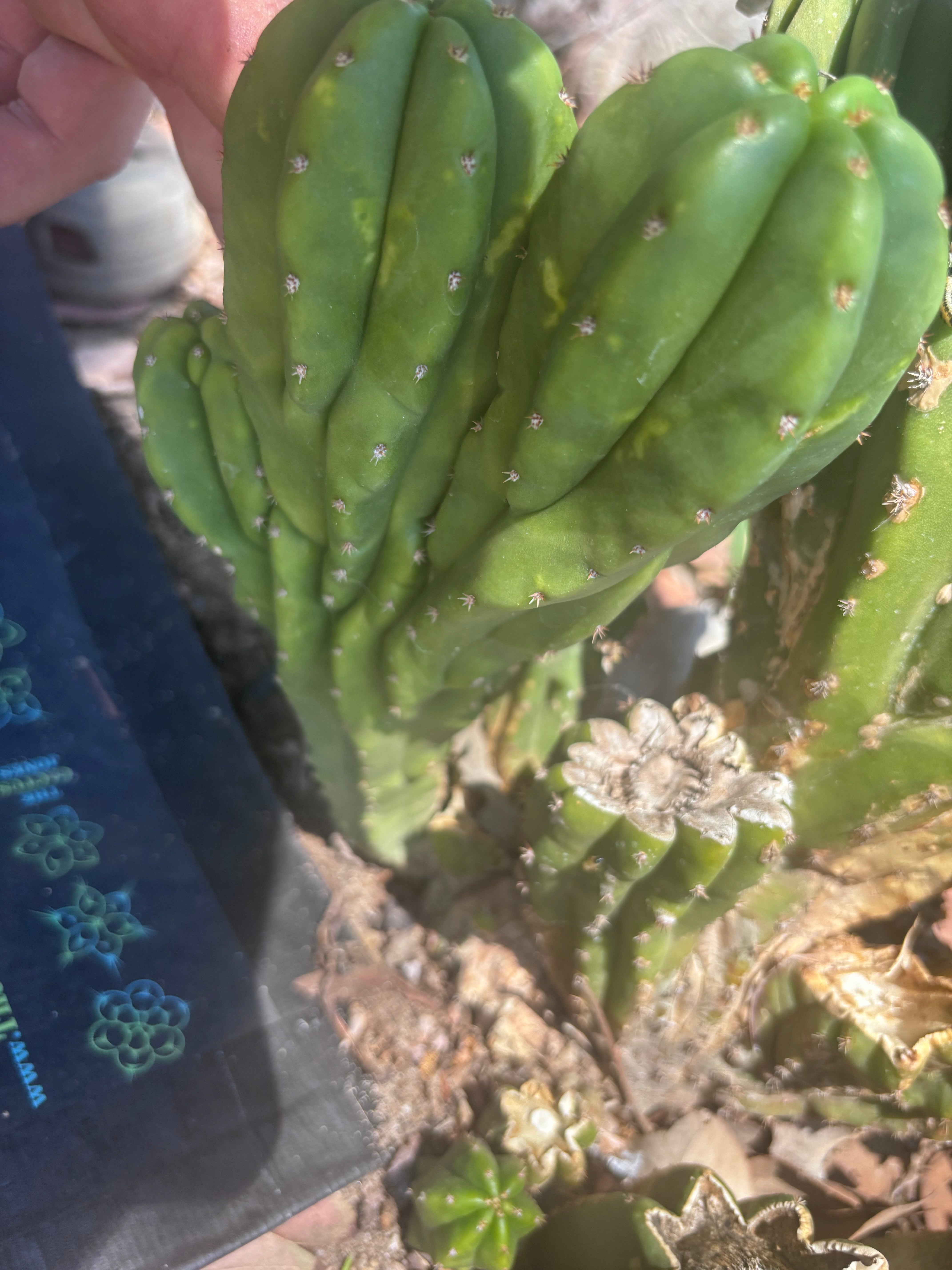 🦄💎 Spagett — Trichotomous Tip