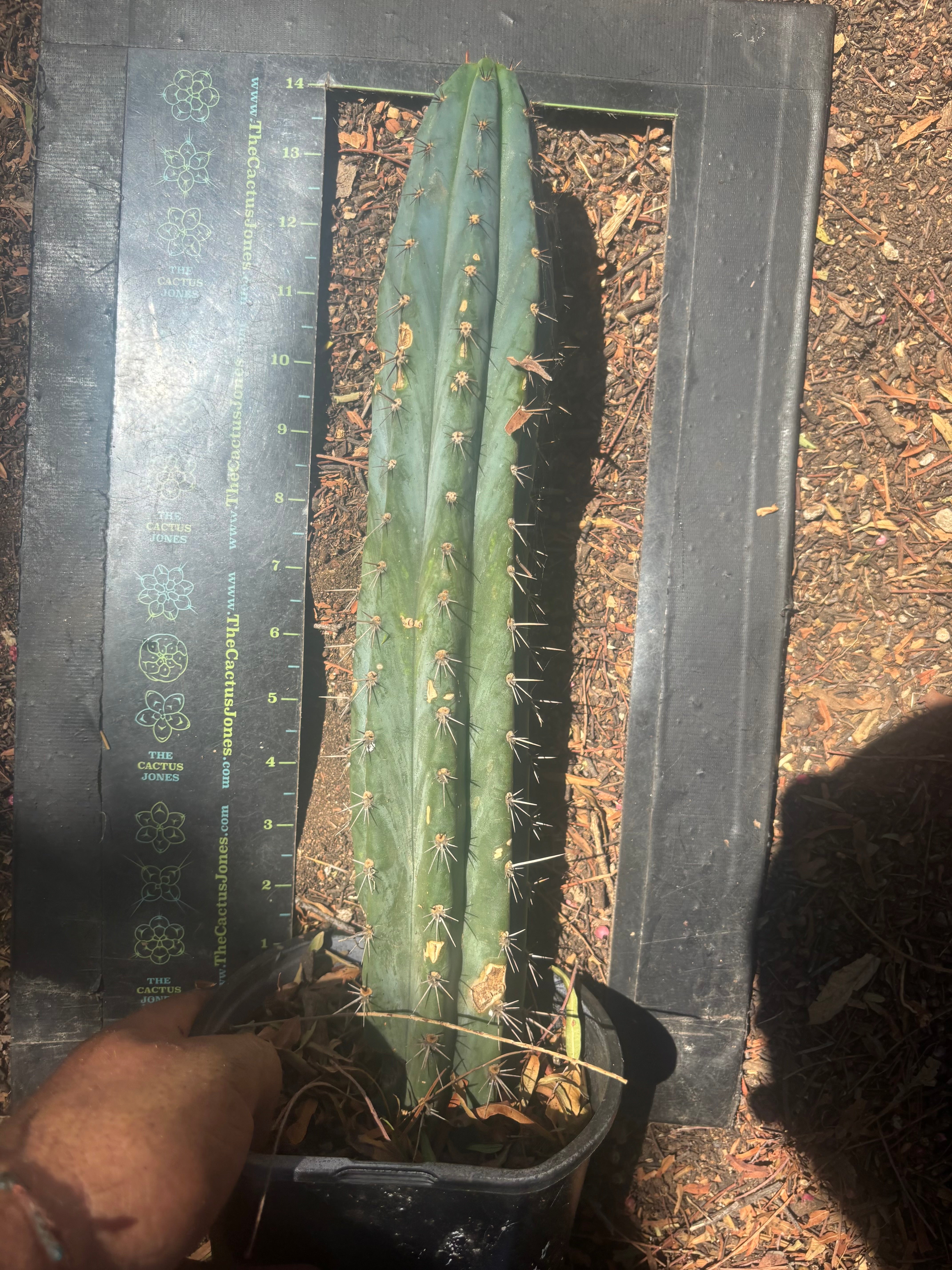 💎👑 Ferret — Rooted 14” Tip