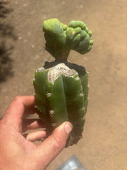 👑🌶️🌶️ TBMC — Graft on PC w/ Roots