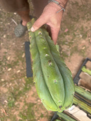 👑🌶️🌶️  Jiimz Twin Spine — XL Mature 15” Tips (Restocked)