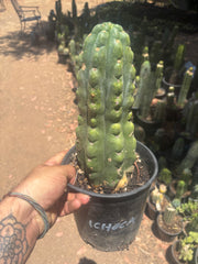 💎👑🌶️  Ichoca — Chonky Rooted 12”