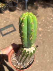 💎🔰 Ventucky Blue x Fillmore Variegated (First Release) — Rooted Tip Graft