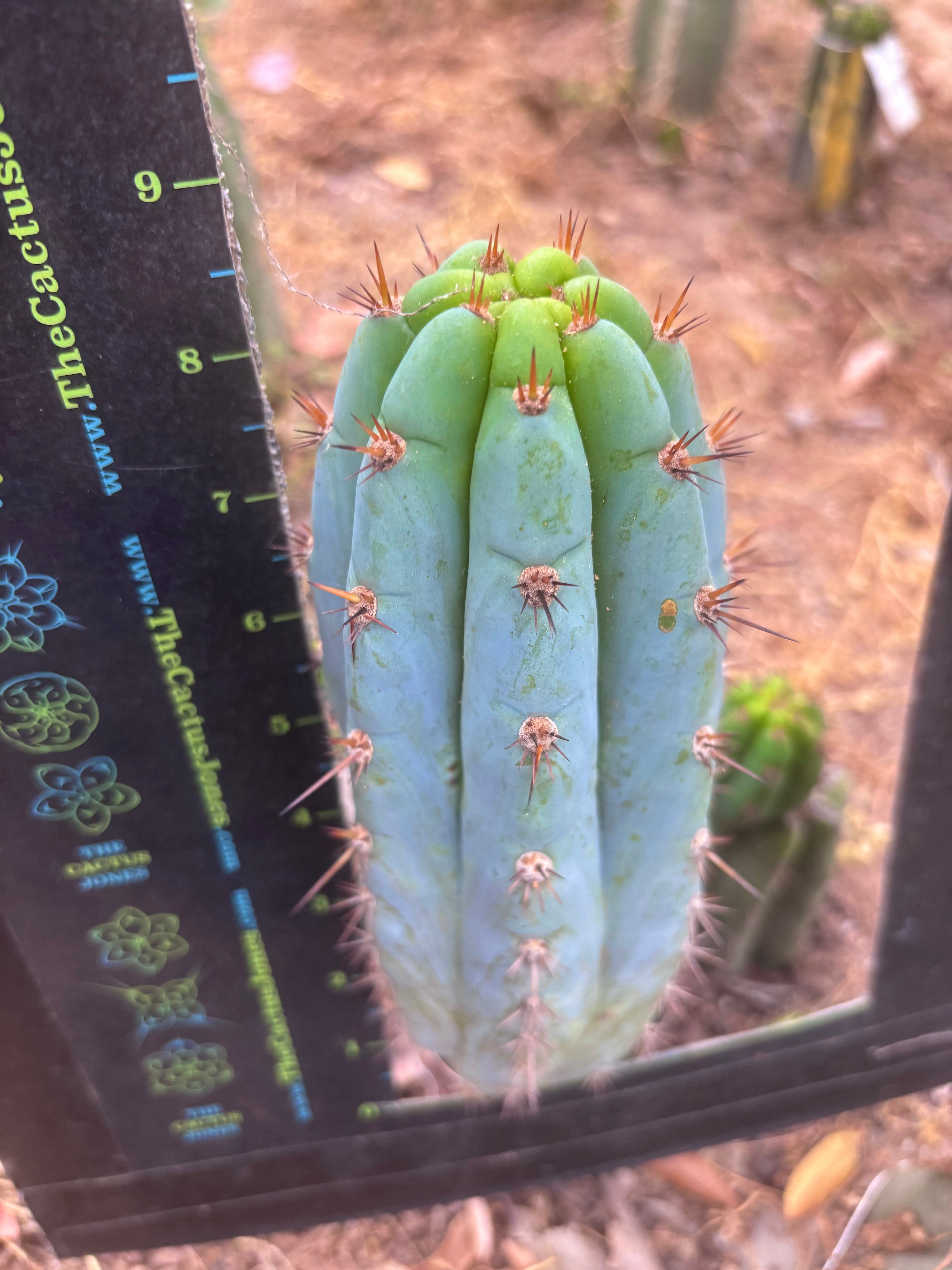 💎👑  Bart — Another 8” Pup