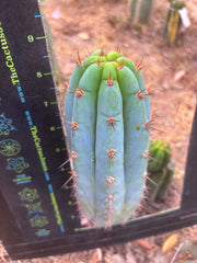 💎👑  Bart — Another 8” Pup