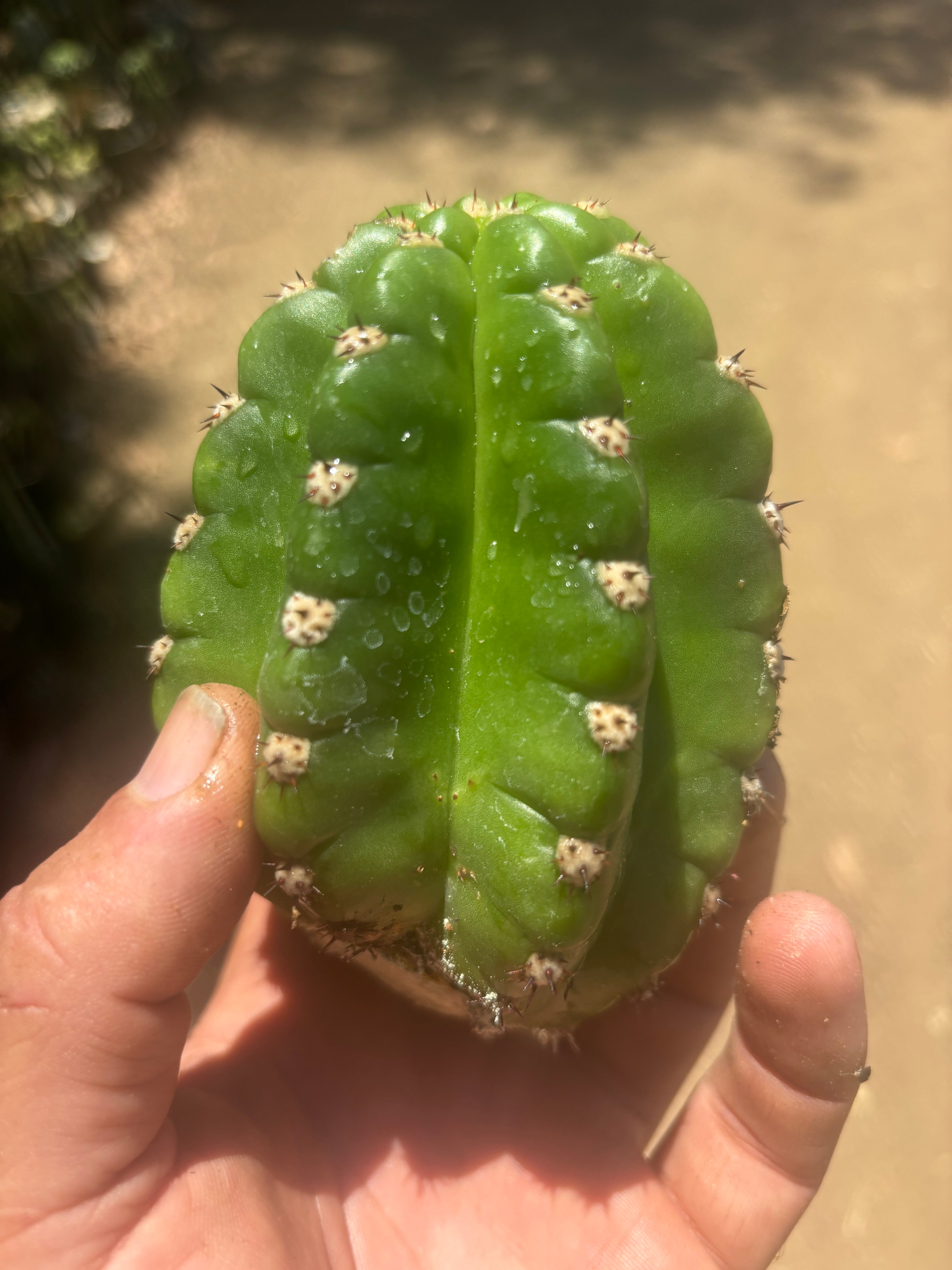 💎🦄💎 JS444 x Pluto (Cross Genus!) — Fat 5” Grenade