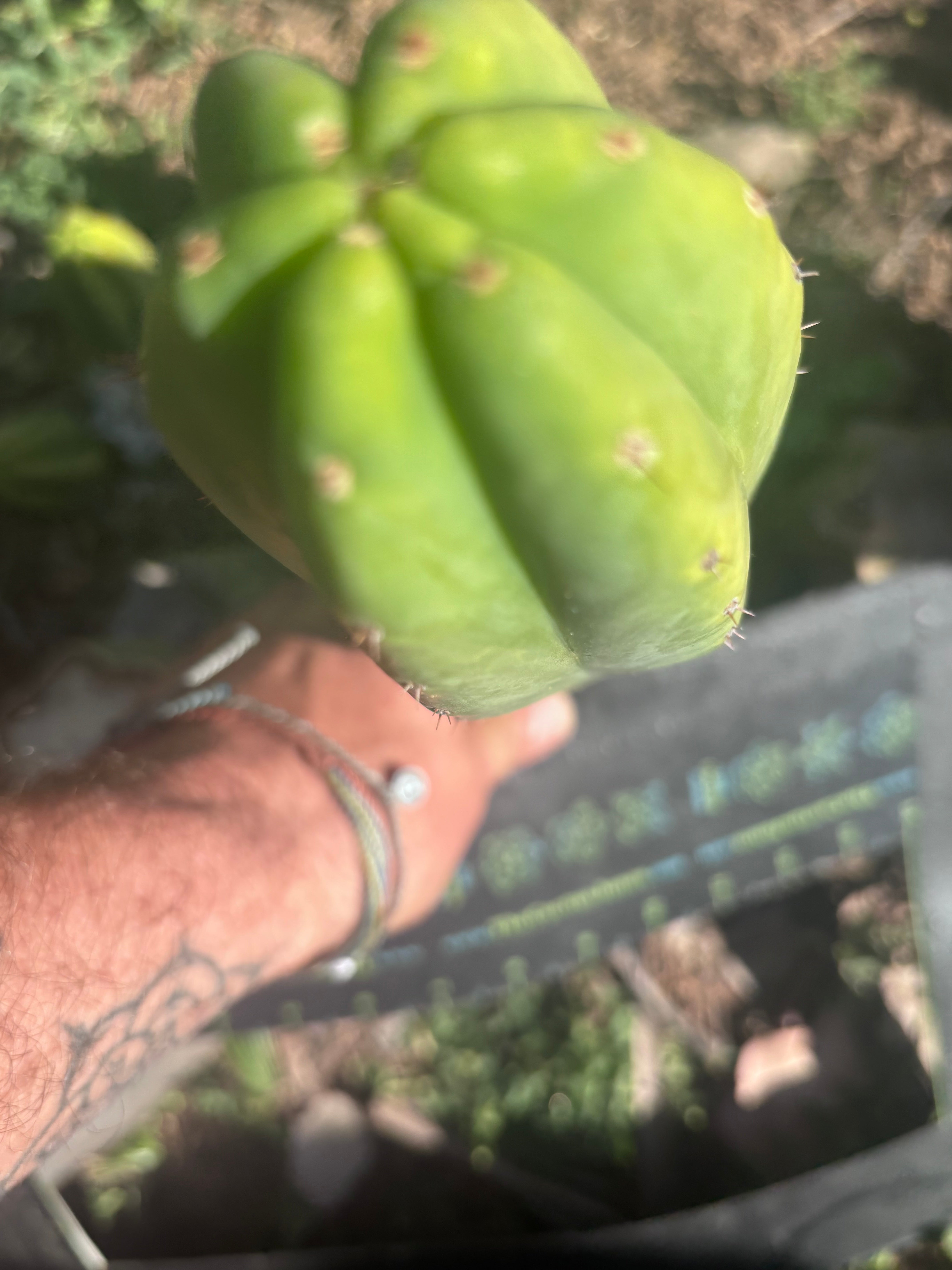 👑🌶️🌶️ Ogun — 11” Tip