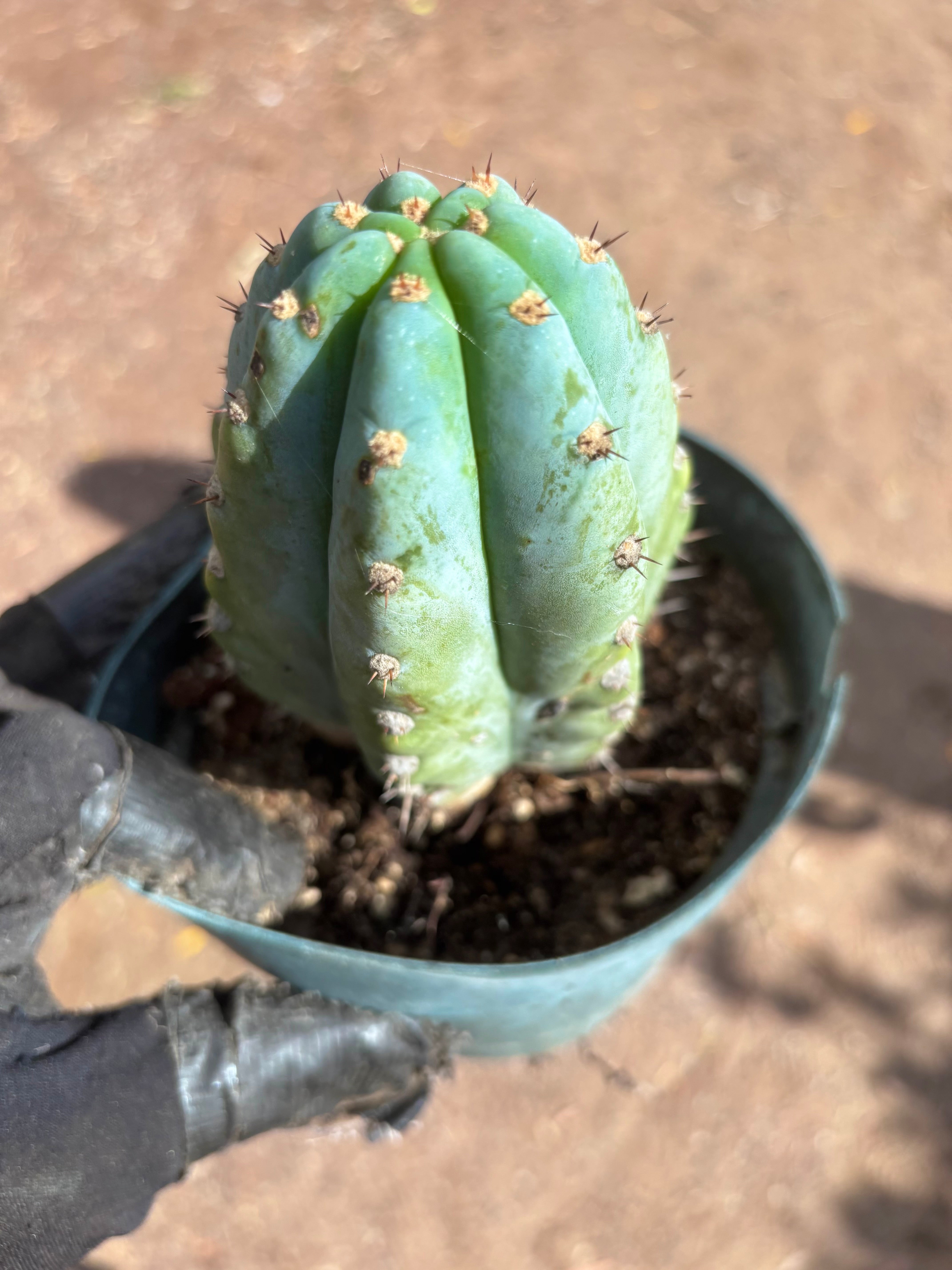 💎👑 Althea — Fully Rooted Chonk Tip