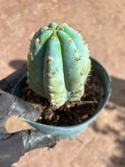 💎👑 Althea — Fully Rooted Chonk Tip