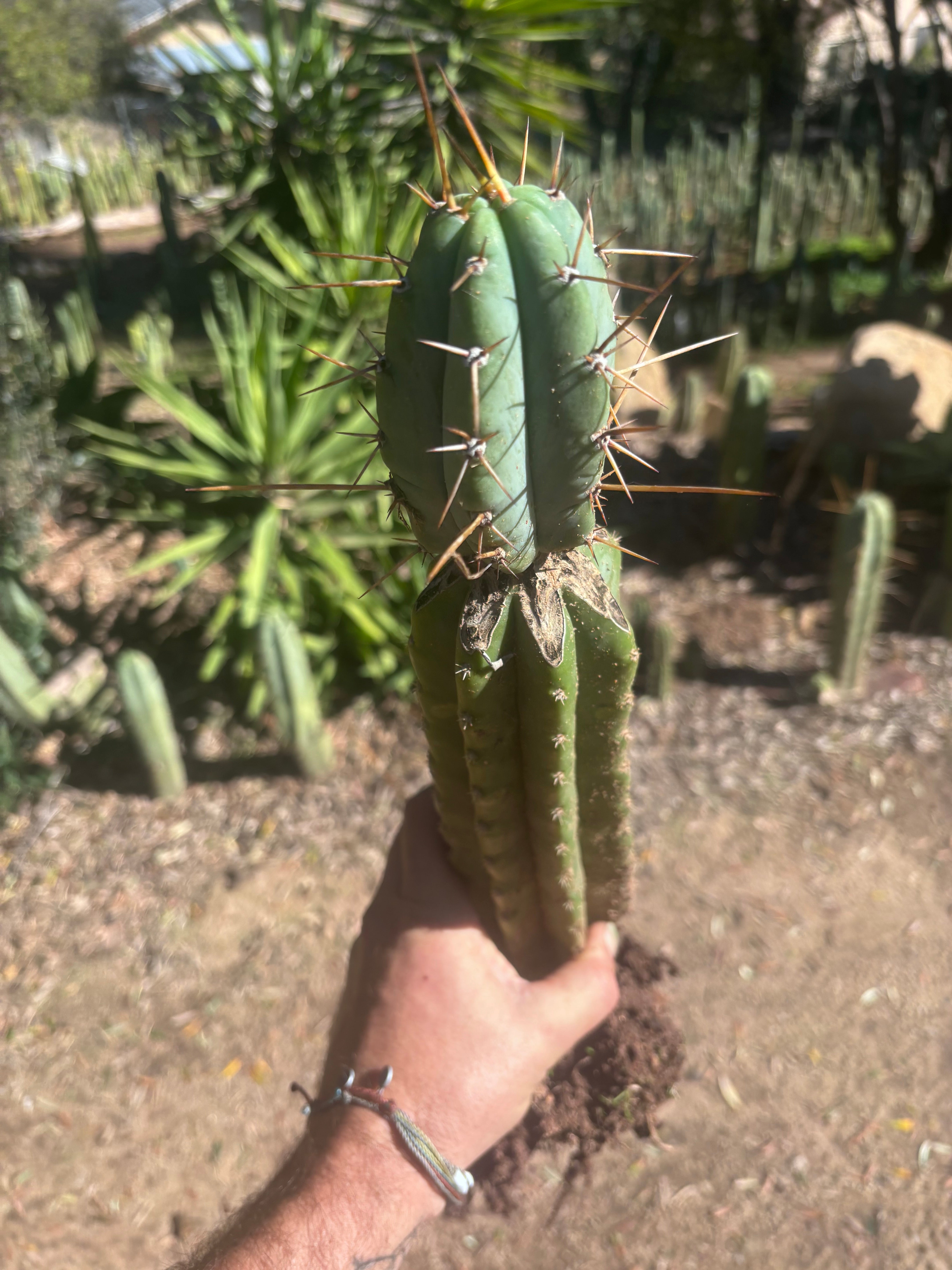 👑🌶️🌶️ Pala! — Rooted XL Graft