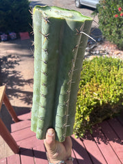 💎👑🌶️ CGG — Massive 15” Mid