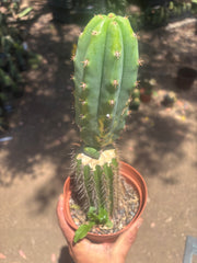 💎👑🔰 VFV — Ventucky x Fillmore Variegated — Rooted Slab Graft w/ Big Pup
