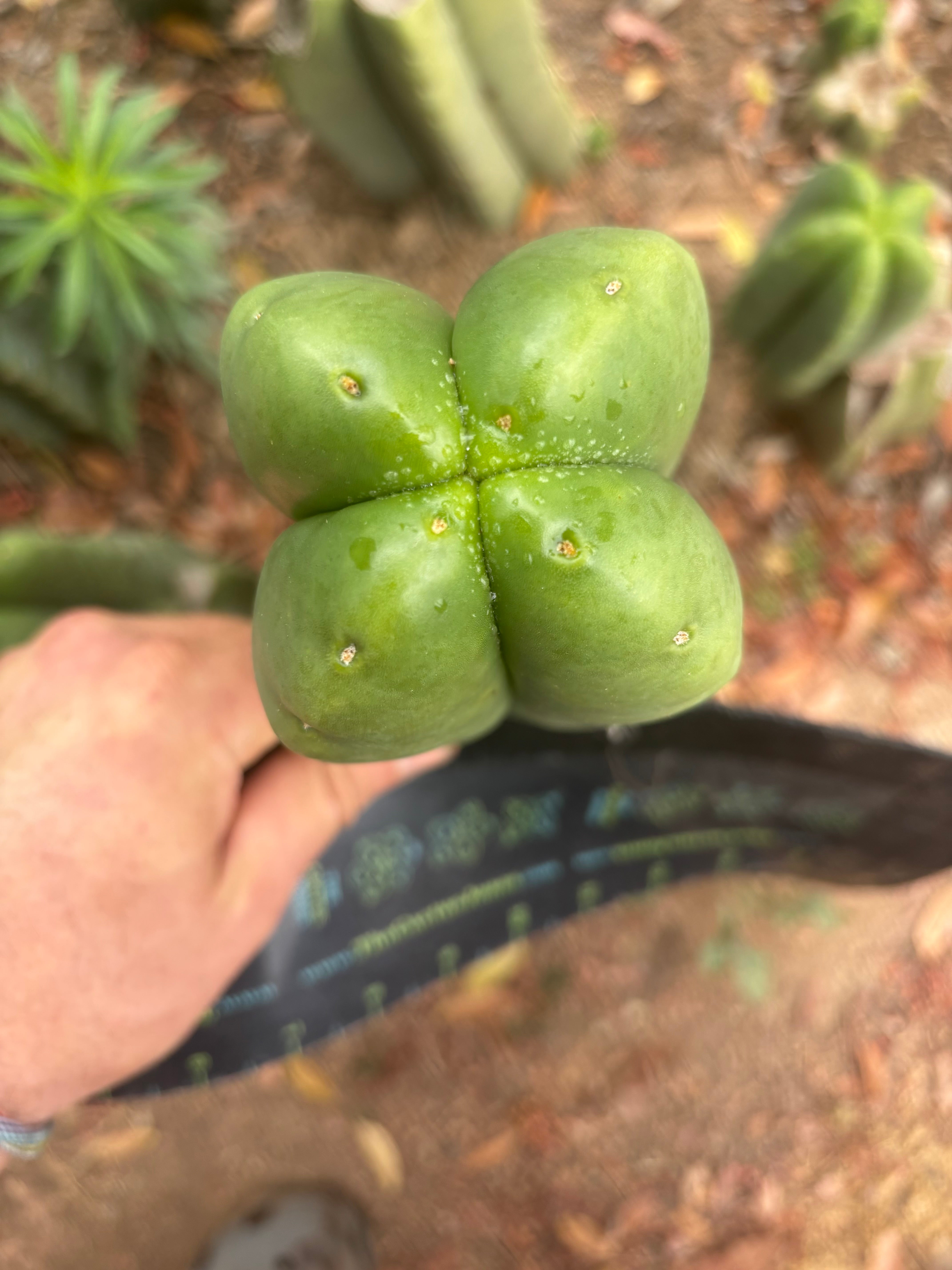 💎👑🌶️ Ferah — 6” Fourwang Tip