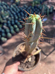 👑🌶️ SFBG — Rooted 13”