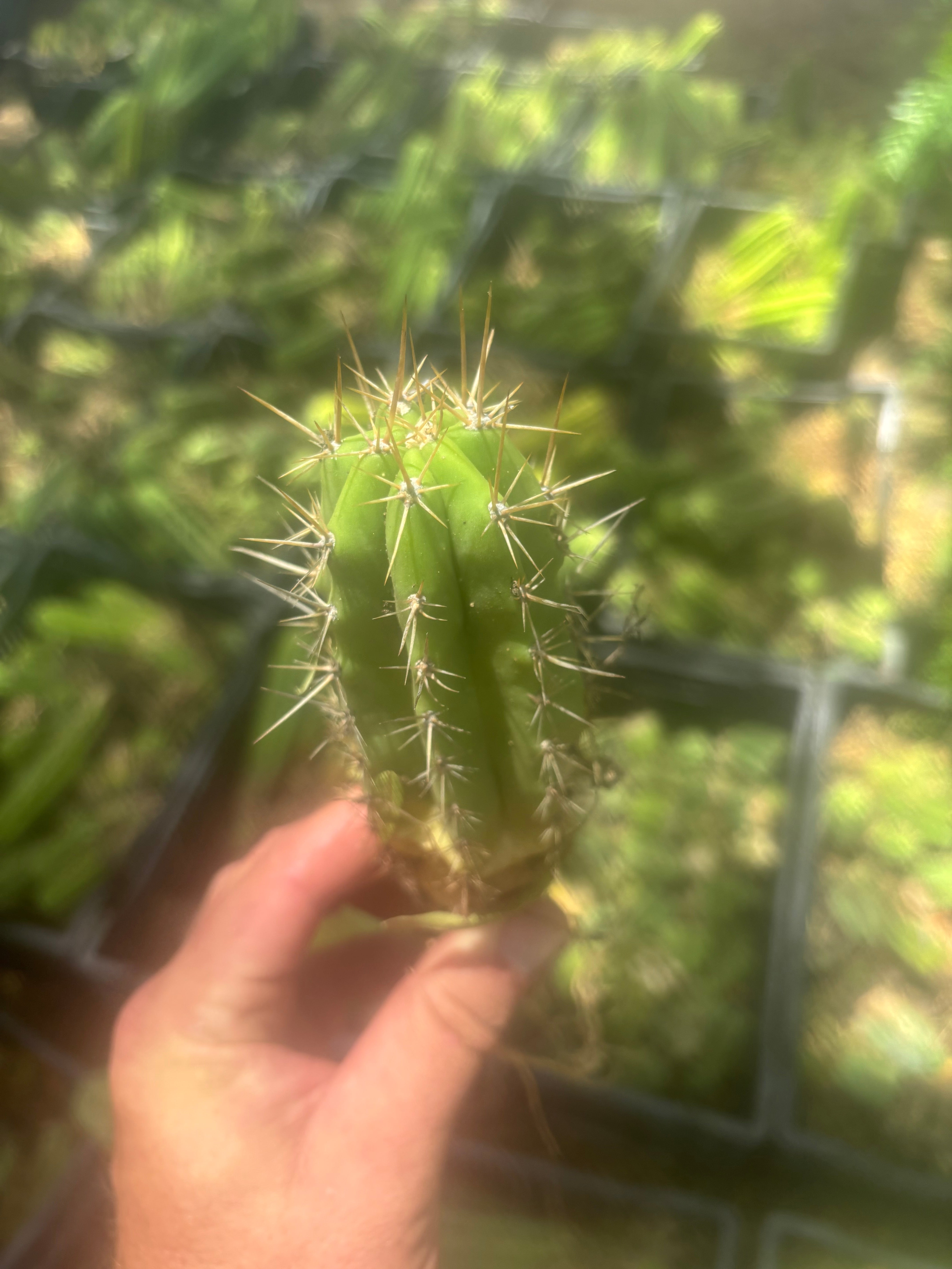 NEW ADD-ON FREEBIE —  Mystery Yearling